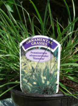 Pennisetum alopecuroides HamelnFountain Grass millet P. compressum "Hameln